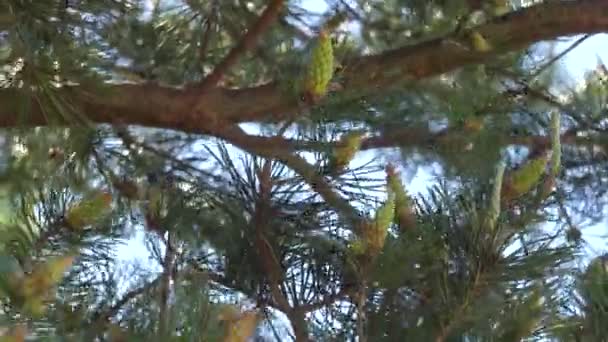 Young green pine cones on a pine tree — Stock Video