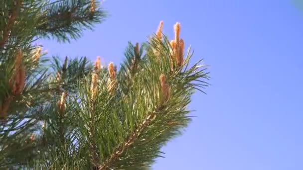 Young green pine cones on a pine tree — Stock Video