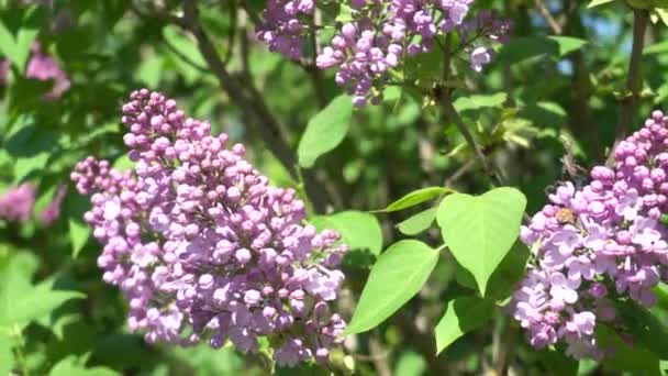 May blooming lilac on a Sunny day. 4K — Stock Video