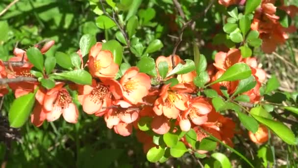 Quince rama floreciendo en primavera en un día soleado — Vídeos de Stock