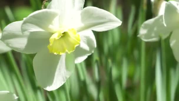 Γκρο πλαν Νάρκισσος λουλούδι στον κήπο. 4k — Αρχείο Βίντεο