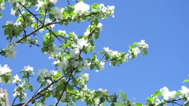 Flores blancas de primavera en una rama de manzanas por la tarde — Vídeo de stock