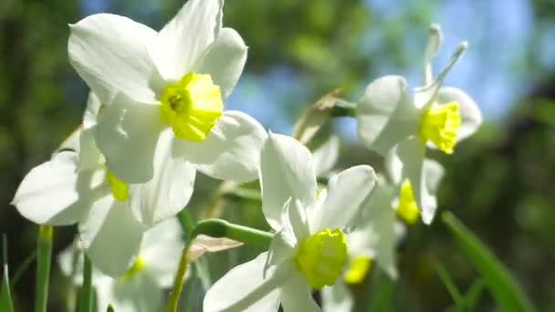 Flower Narcisse en gros plan dans le jardin. 4k — Video