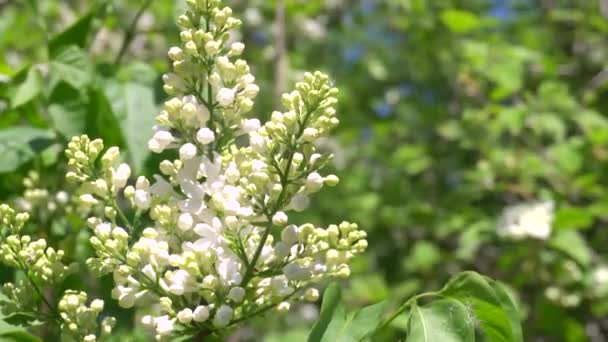 Peut fleurir lilas par une journée ensoleillée. 4K — Video