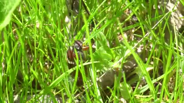 Možná Bug na trávě na zahradě — Stock video