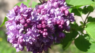 Çiçek leylak güneşli bir günde olabilir. 4k
