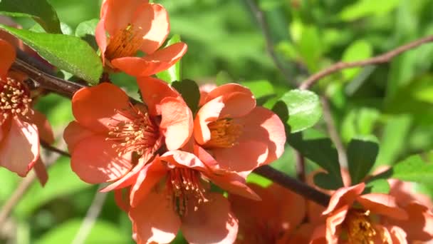 Quince branch blooming in spring on a Sunny day — Stock Video