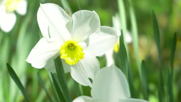 Květina Narcis detail v zahradě. 4k — Stock video
