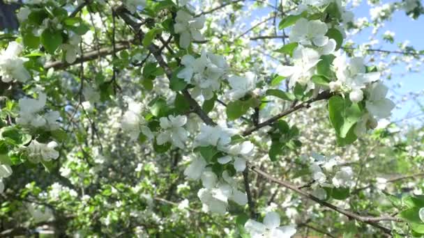 午後にはりんごの枝に白い花を春します。 — ストック動画