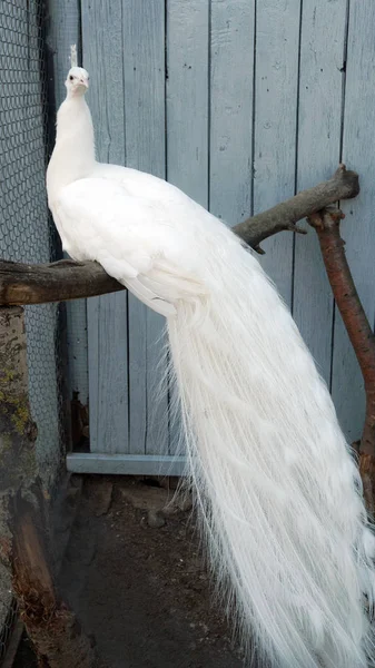 Belo pavão branco na gaiola do zoológico em cativeiro — Fotografia de Stock