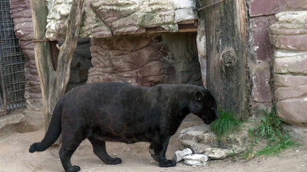 Old black Jaguar in the zoo area