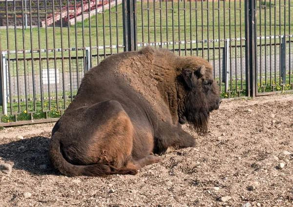 Żubr jest w wolierze zoo — Zdjęcie stockowe