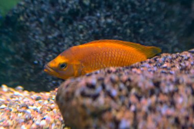 Malawi cichlids. Akvaryumda Cynotilapia cinsinden balıklar