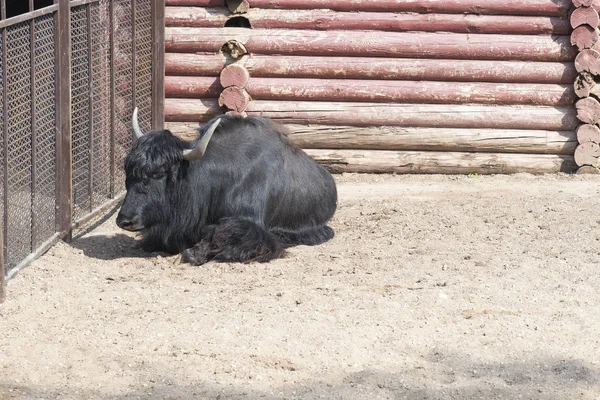 Big black Yak bull with horns in the zoo in the aviary.