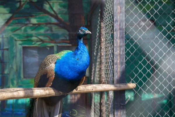 Peacock with blue feathers in the spring sun.