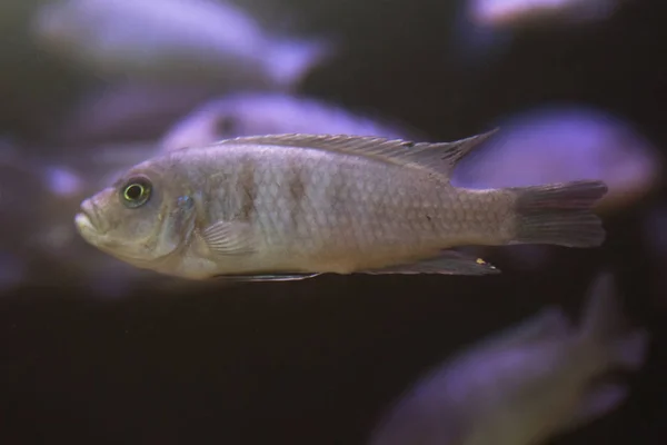 Malawi Cichlids Fish Genus Cynotilapia Aquarium — Stock Photo, Image