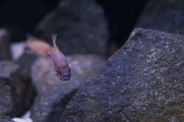 丽鱼热带美丽的鱼在水族馆里 — 图库照片