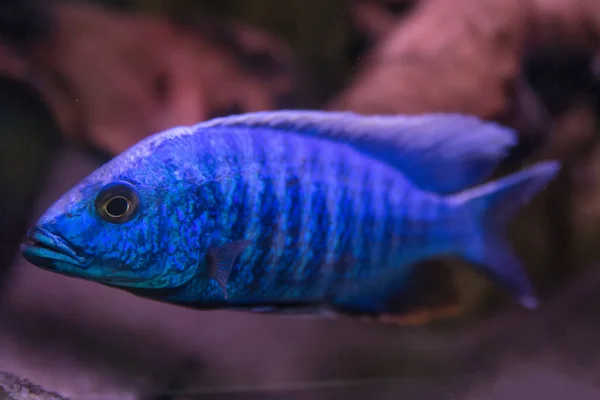 Malawi-Buntbarsche. Fische der Gattung Cynotilapia im Aquarium — Stockfoto