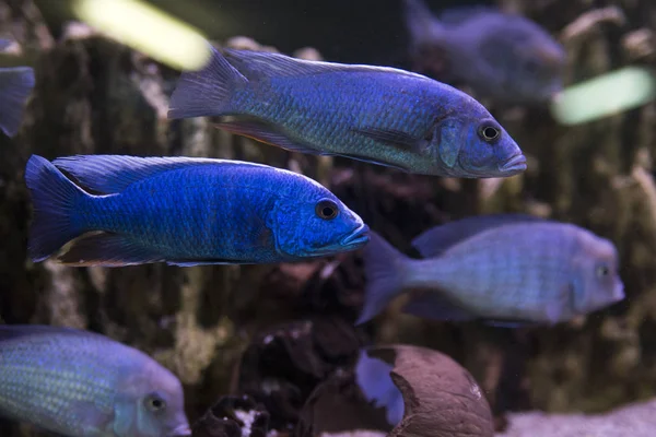 Malawi cichlids. Fish of the genus Cynotilapia in the aquarium — Stock Photo, Image