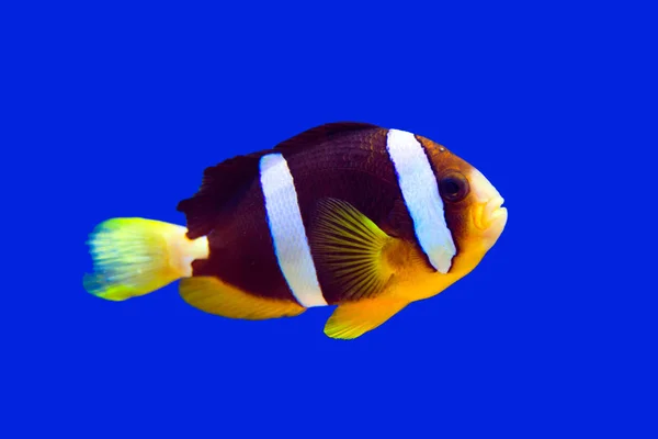 Clown Fisch clark Clown und Aquarium auf blauem Hintergrund — Stockfoto