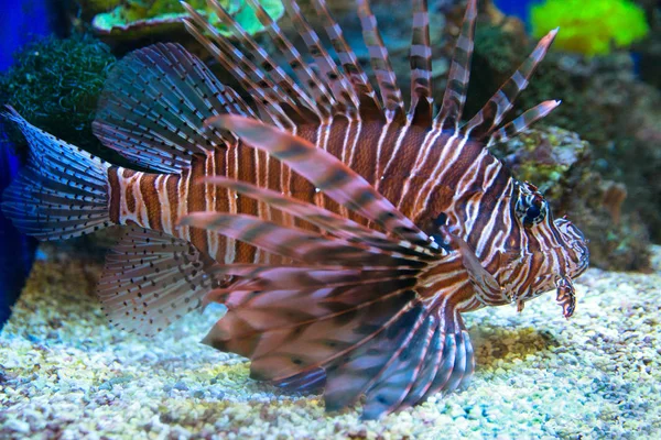 Екзотичний рибний лев в акваріумі — стокове фото