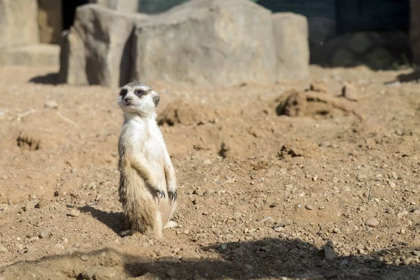 meerkat patrol inspects the area in search of danger
