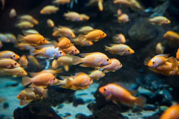 Groupe de poissons oranges nage dans un grand aquarium au zoo — Photo