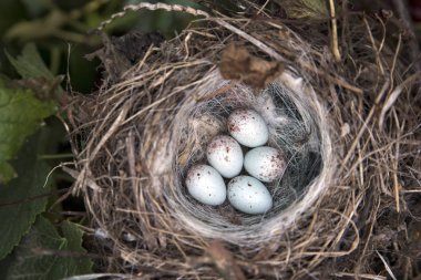 beyaz benekli yumurta bir yuvaya bir ağaç üzerinde