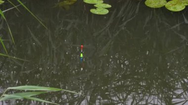 Parlak float balık bir ısırık ile nehirde yüzen