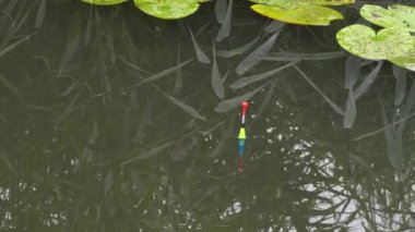 Parlak float balık bir ısırık ile nehirde yüzen