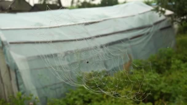 Cobweb avec des gouttelettes d'eau dans les zones rurales — Video