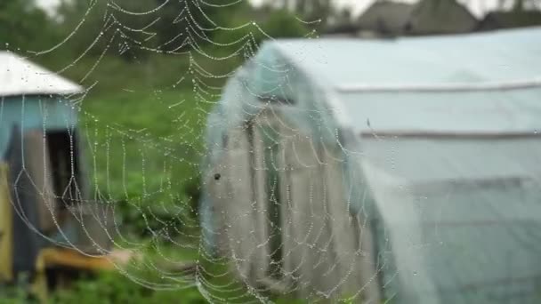 Telaraña con gotitas de agua en zonas rurales — Vídeos de Stock