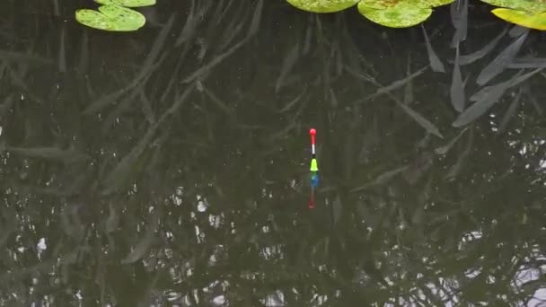 Ljusa flottören flyter på floden med en tugga av fisk — Stockvideo