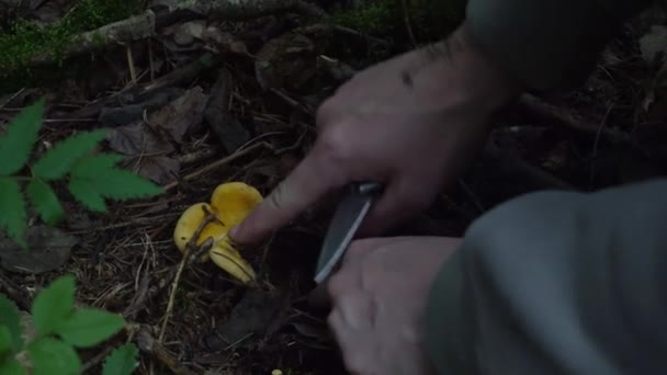 Herfst verzamelen van paddestoelen in het bos — Stockvideo