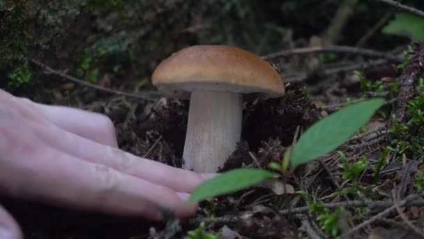 Höstens insamling av svamp i skogen. vit svamp — Stockvideo