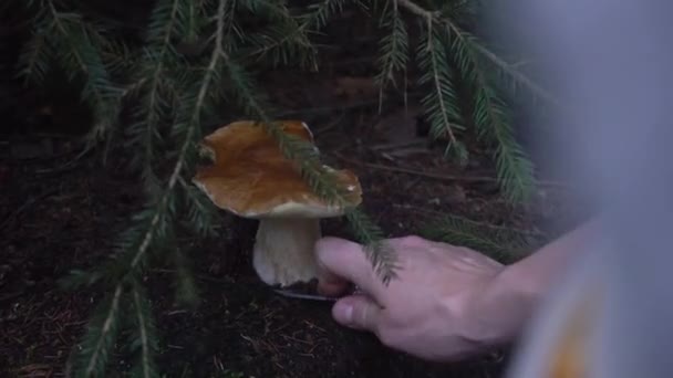 Pertemuan musim gugur dengan jamur di hutan. jamur putih — Stok Video