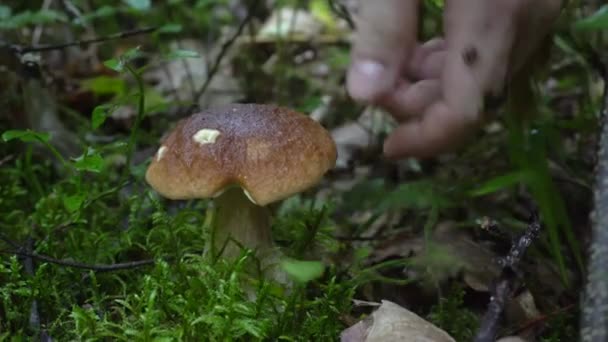 Herfst verzamelen van paddestoelen in het bos. witte champignon — Stockvideo