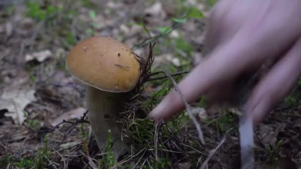 Herfst verzamelen van paddestoelen in het bos. witte champignon — Stockvideo