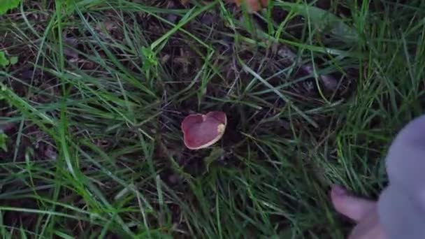 Recogida otoñal de setas en el bosque — Vídeo de stock