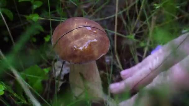 Herfst verzamelen van paddestoelen in het bos. witte champignon — Stockvideo