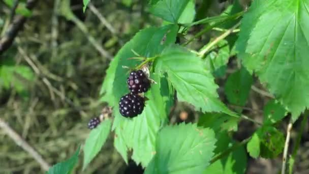 Vilda björnbär Bush med mogna svarta bär — Stockvideo