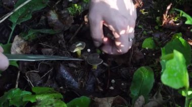 Mantar orman sonbahar toplama