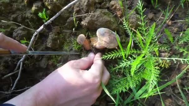 Récolte automnale de champignons dans la forêt 