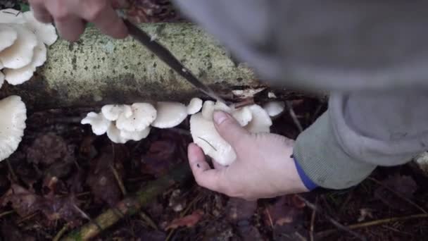 Осенний сбор грибов в лесу — стоковое видео