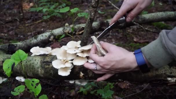 Recogida otoñal de setas en el bosque — Vídeo de stock