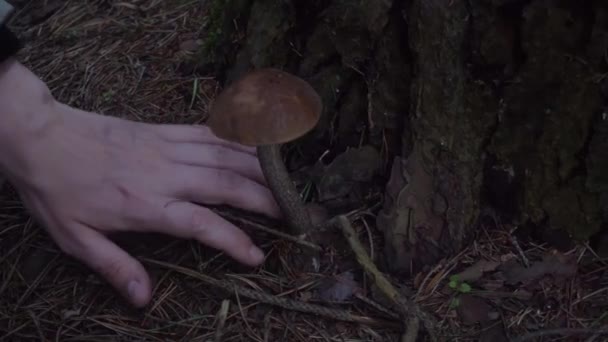 Recogida otoñal de setas en el bosque — Vídeos de Stock