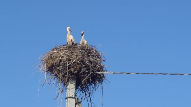 White storks in the nest on a pole against a blue sky — Stock Video