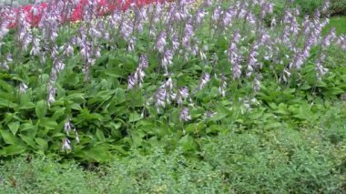 Ana bilgisayar çiçek parkta bir büyük çiçek yatak yaz