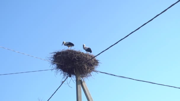 Witte ooievaars in het nest op een paal tegen een blauwe hemel — Stockvideo