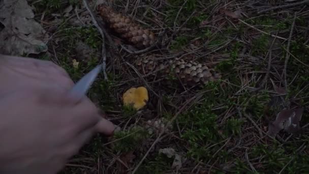 Φθινοπωρινή συλλογή μανιταριών μέσα στο δάσος — Αρχείο Βίντεο